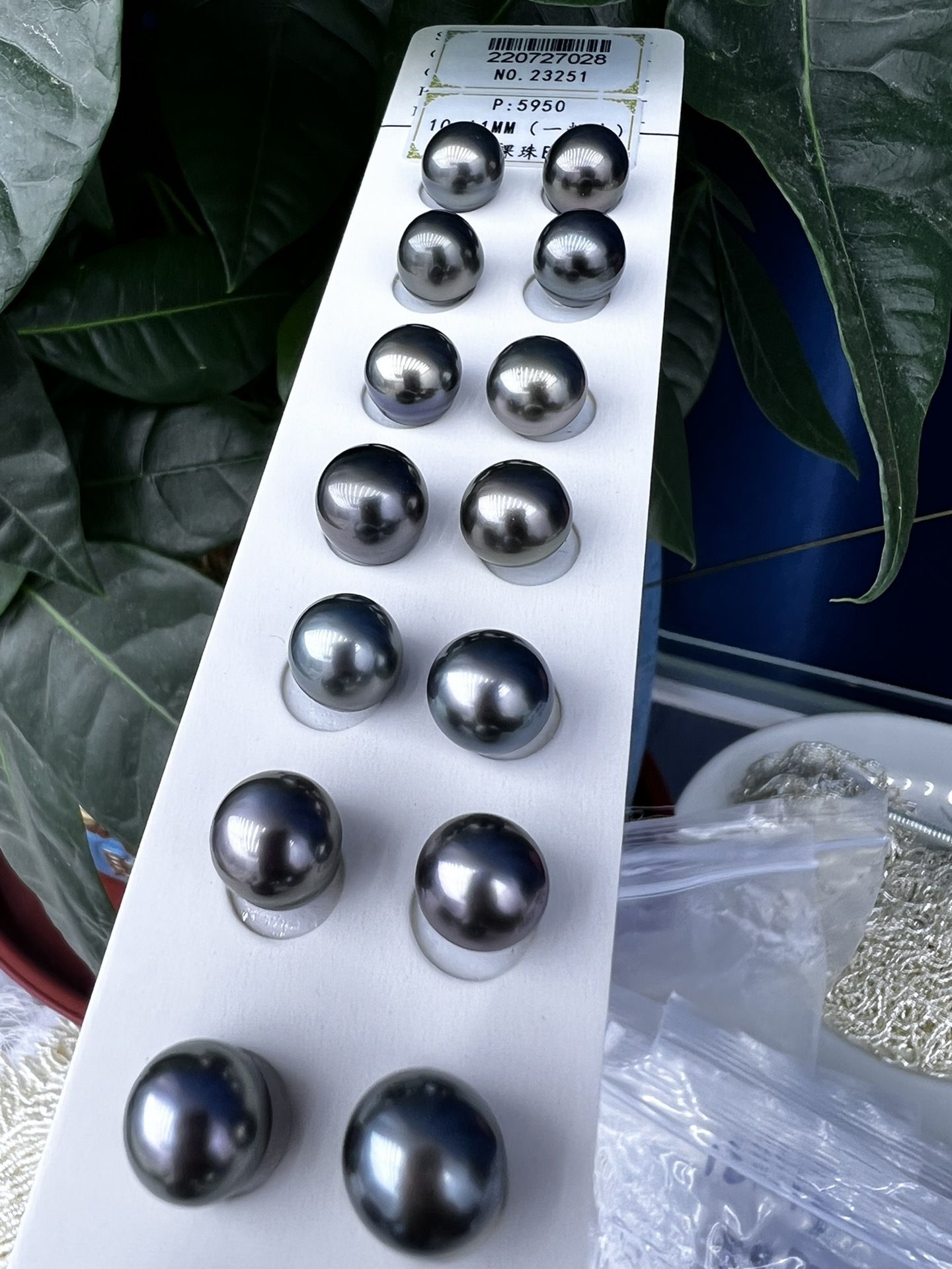 10-11mm海水珍珠切面珠面几乎无暇,适合做镶嵌!