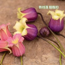 东篱园艺耐寒铁线莲樱桃唇天使舞裙胭脂扣多年生花园地栽爬藤花卉