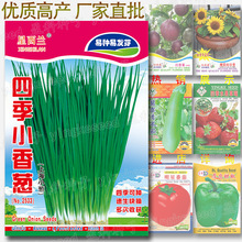 四季小香葱菜种子 约500粒 上海浓香小葱种籽 四季速生易种易发芽
