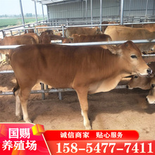 肉牛养殖场出售 改良黄牛 育肥肉牛 鲁西黄牛 小肉牛犊子新价格
