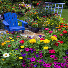 各种花籽一年四季都开花夏季花种子户外野花组合室外庭院花园易活