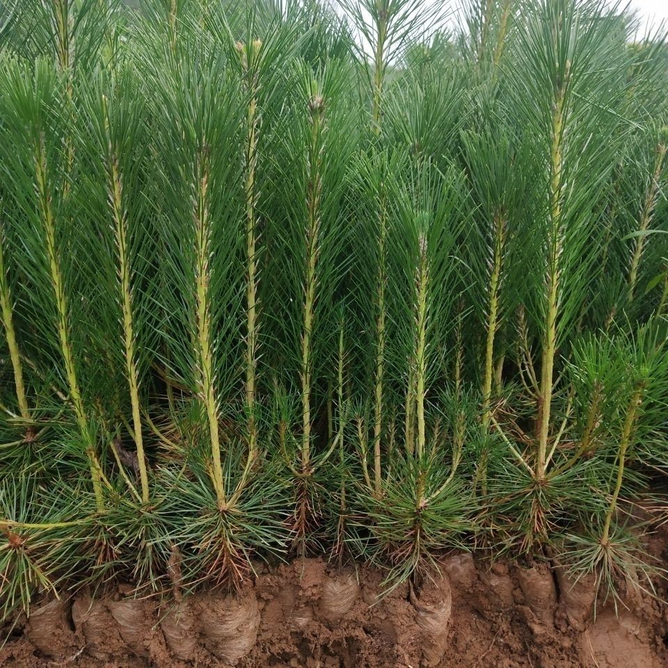 黑松松树苗绿化苗木迎客松盆栽造型盆景庭院耐寒树四季常青南北方