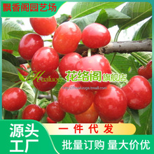 矮化吉塞拉砧木嫁接布鲁克斯大樱桃树苗 乔化黄布鲁克斯大樱桃苗