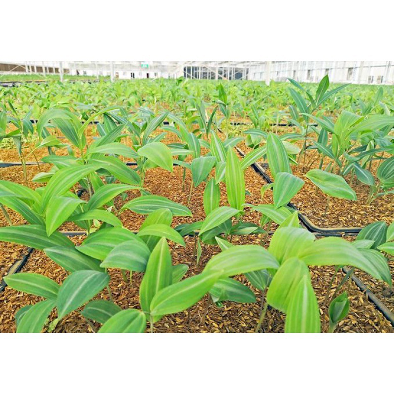 药材黄精种子鸡头黄精多花 老虎姜鸡爪参爪子参黄鸡菜种子