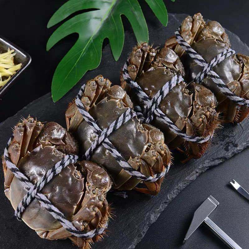 大闸蟹鲜活螃蟹满黄全母大蟹.5-.