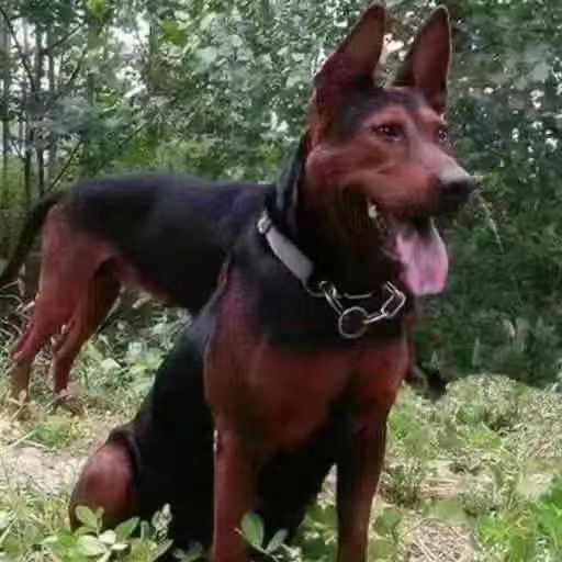 纯种莱州红犬幼犬苏联红犬巨型大型护卫幼崽虎头莱州红犬活体出售