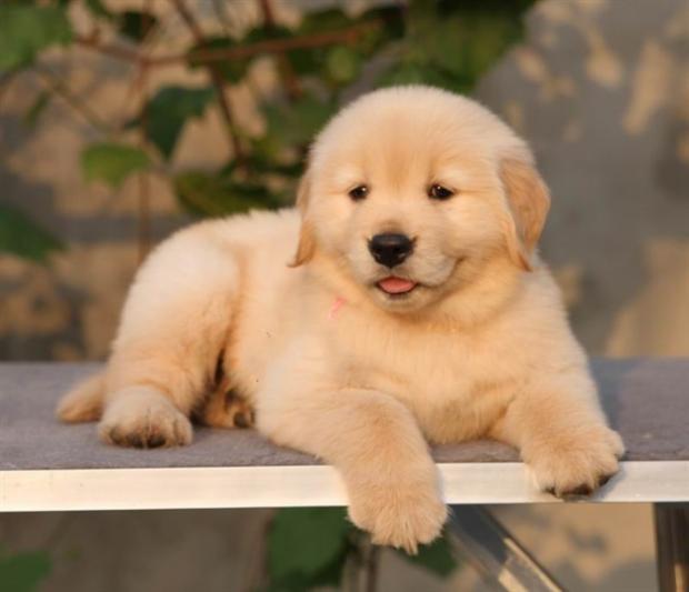 纯种金毛幼犬活体狗狗导盲犬金毛犬巡回猎犬家养金毛狗小狗宠物狗