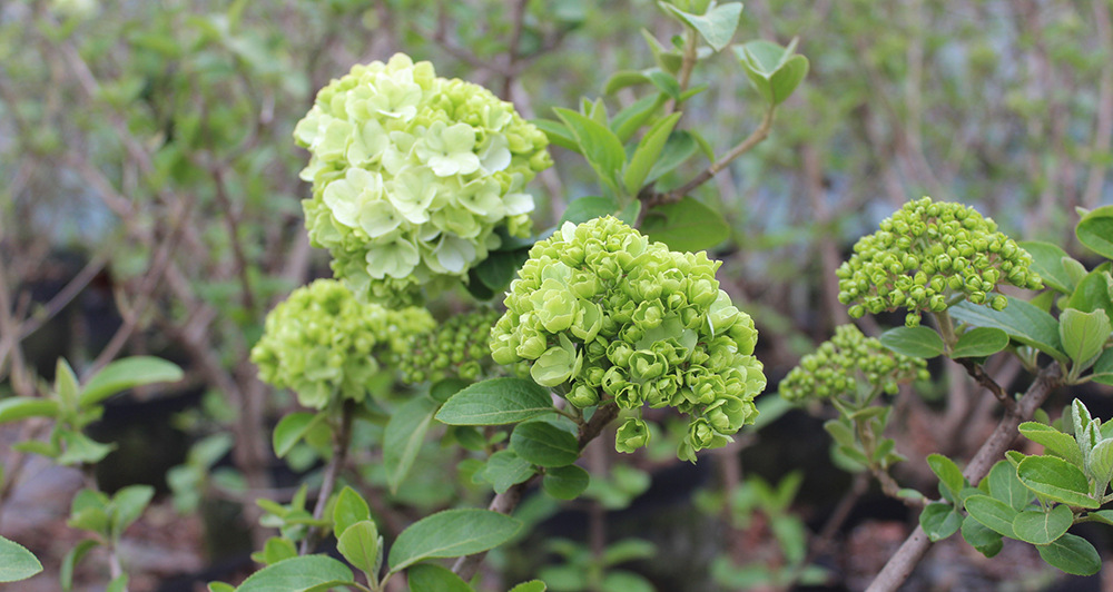 江苏中华木绣球 大花斗球 小苗 大苗均有货138052418