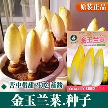 金玉兰菜种子 软化菊苣种子 欧洲比利时菊苣四季播种高产蔬菜种子