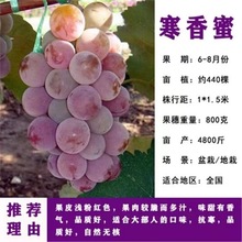 供应寒香蜜葡萄苗嫁接葡萄苗质量好价格低优质葡萄苗品种寒香蜜