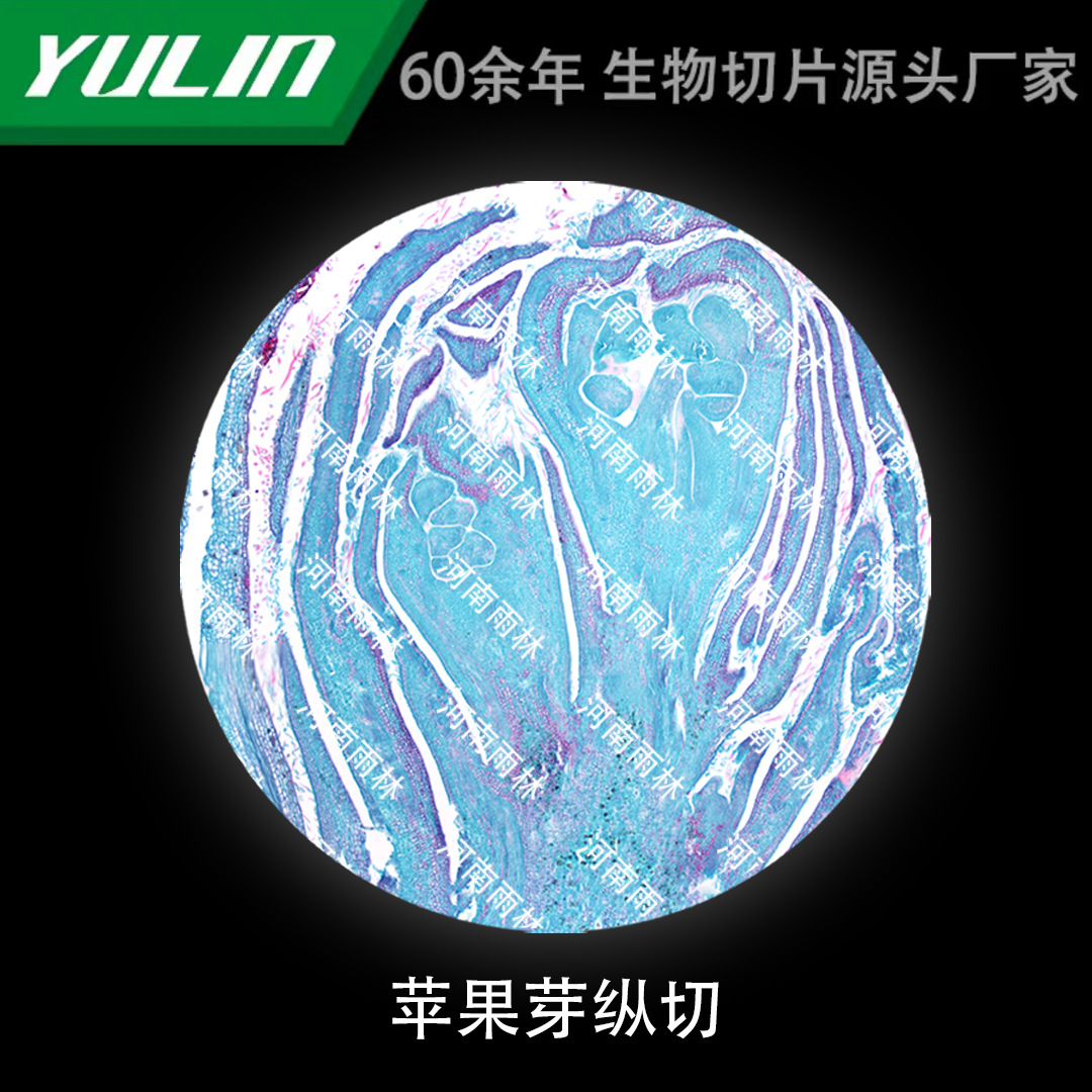 苹果芽纵切微生物标本显微镜生物切片高校教学实验仪器科研玻片