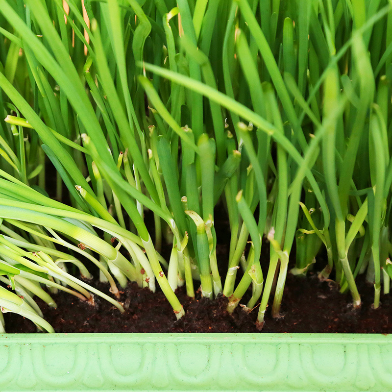 韭菜根苗根种紫根现挖大宽叶红根韭菜根盆栽苗子小叶阳台种菜四季