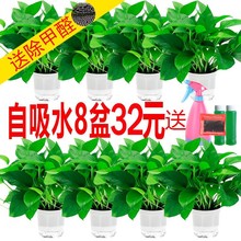 绿萝盆栽室内水培绿植花卉垂吊兰净化空气去吸除甲醛植物绿箩批发