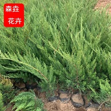 小龙柏山东种植基地批发 四季常青工程绿化苗木规格齐全 小龙柏苗