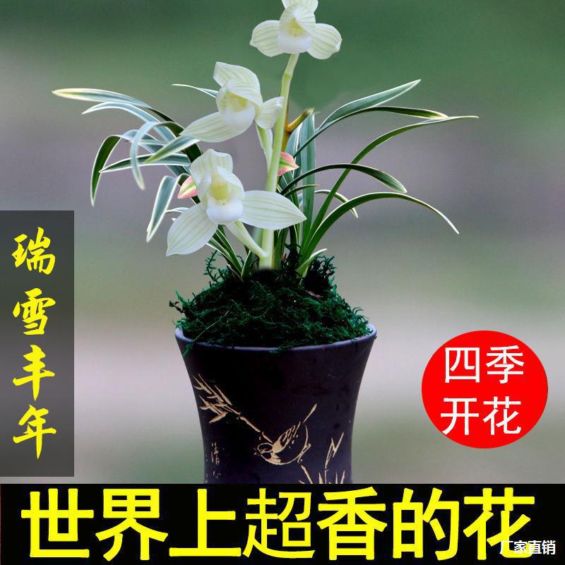 超香兰花苗金边 瑞雪丰年 矮种浓香型室内办公室盆栽花卉