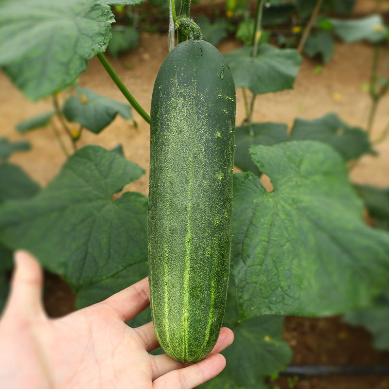 水果脆皮笨旱黄瓜种子苗秧春季阳台菜种苗四季盆栽蔬菜种籽孑秧苗