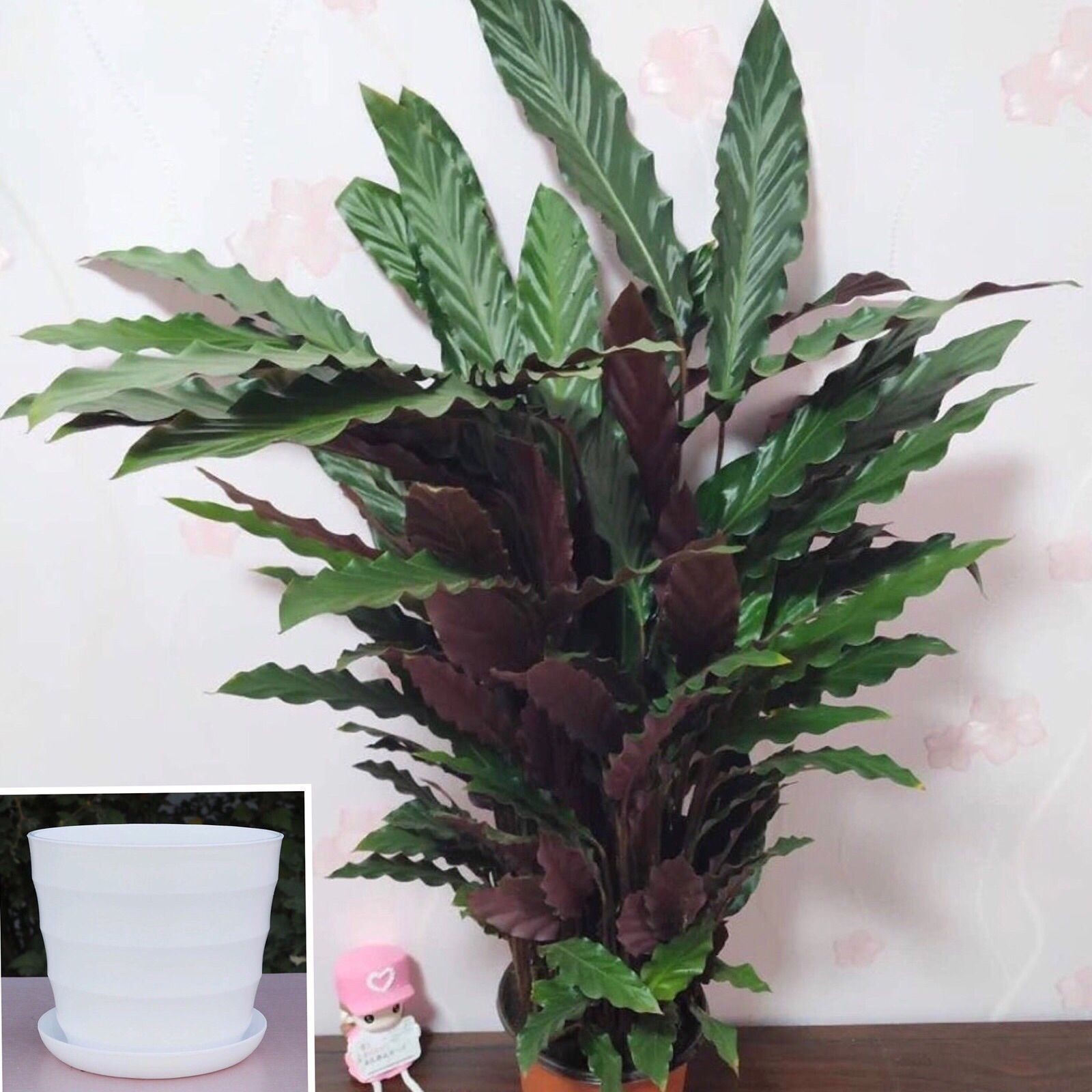 紫背波浪竹芋室内桌面客厅绿植清新空气北欧风好养植物观叶盆栽