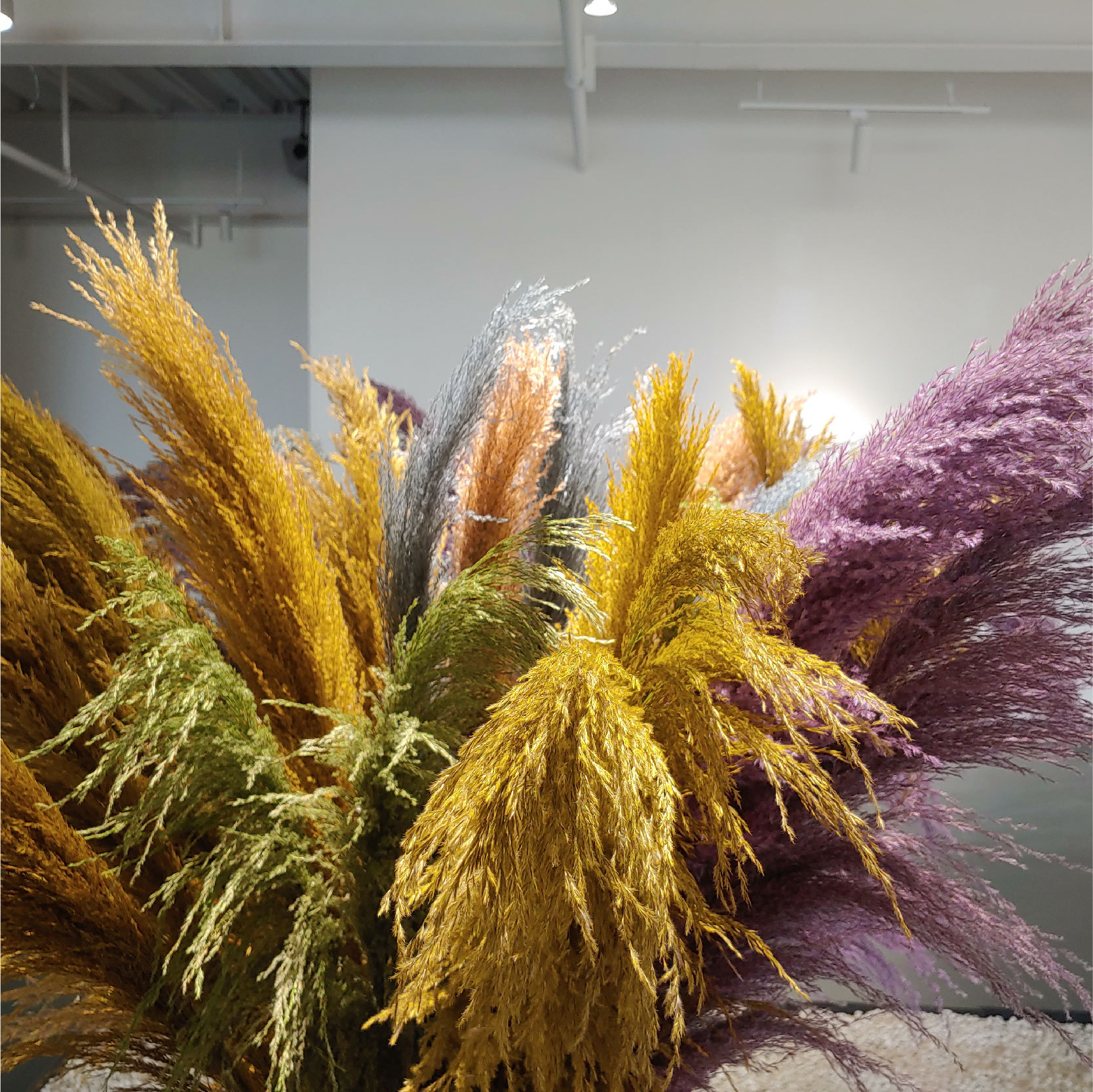 云南干花厂家 彩色芦苇 铁杆芦苇 染色芦苇 婚庆用品 大芦苇花材