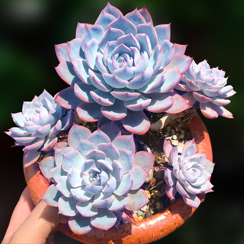 产地直供甜石莲子石莲子 甜石莲子 壳莲子石莲肉石莲籽非双肾子中药材