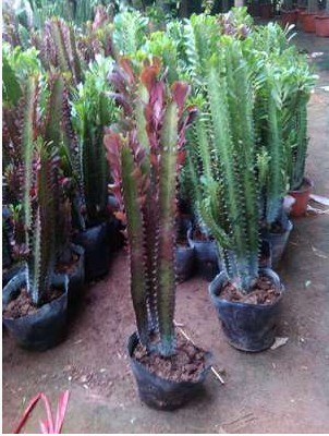 阳台花卉多头龙骨花盆栽植物仙人类室内巴西龙骨霸王鞭吸电脑辐射