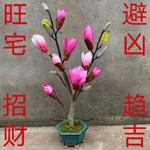 【带芽孢】超矮玉兰树苗耐寒花卉浓香型盆栽红粉玉兰四季缅桂花