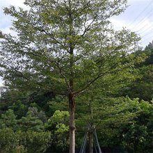 庭院小区庭荫绿化行道风景观赏树细叶榄仁 树形优美多规格