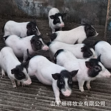 巴马香猪小猪苗多少钱一头 香猪幼崽价格 哪里卖巴马二胎种母猪