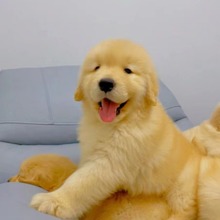 纯种金毛幼犬活体出售 赛级大骨架双血统大型犬宠物狗金毛导盲犬