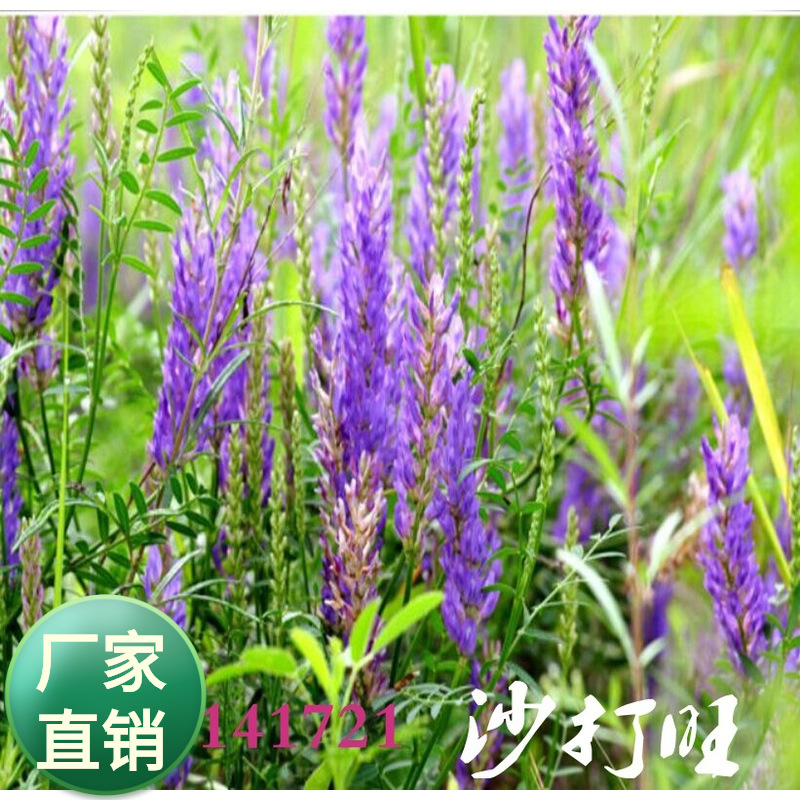 抗风沙 水土流失 豆科植物 沙打旺种子 沙打旺黄芪属