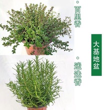 可食用烘焙绿植欧芹盆栽罗勒紫苏薄荷迷迭香百里香九层塔懒人香料