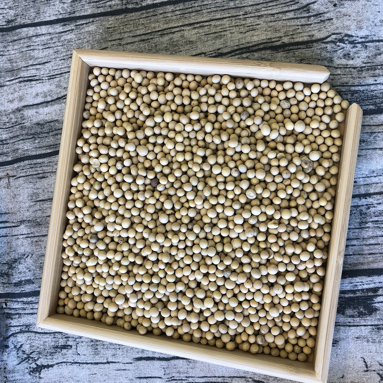 云南黄豆100斤一包散装大货批发新货豆浆原料五谷杂粮大豆黄豆