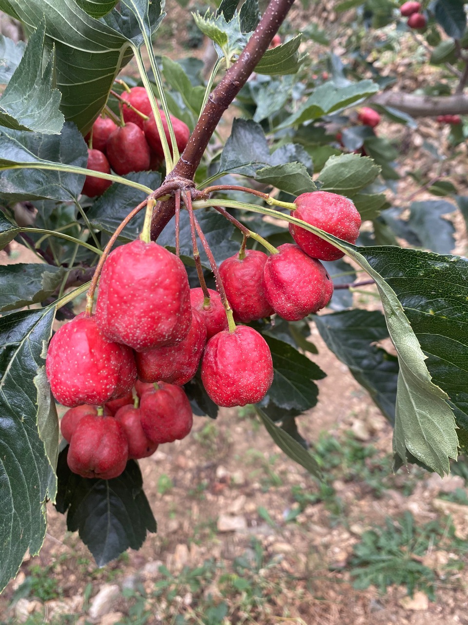 新鲜山楂果大五愣大五棱大山楂山里红水果批发做糖葫芦用现货现摘