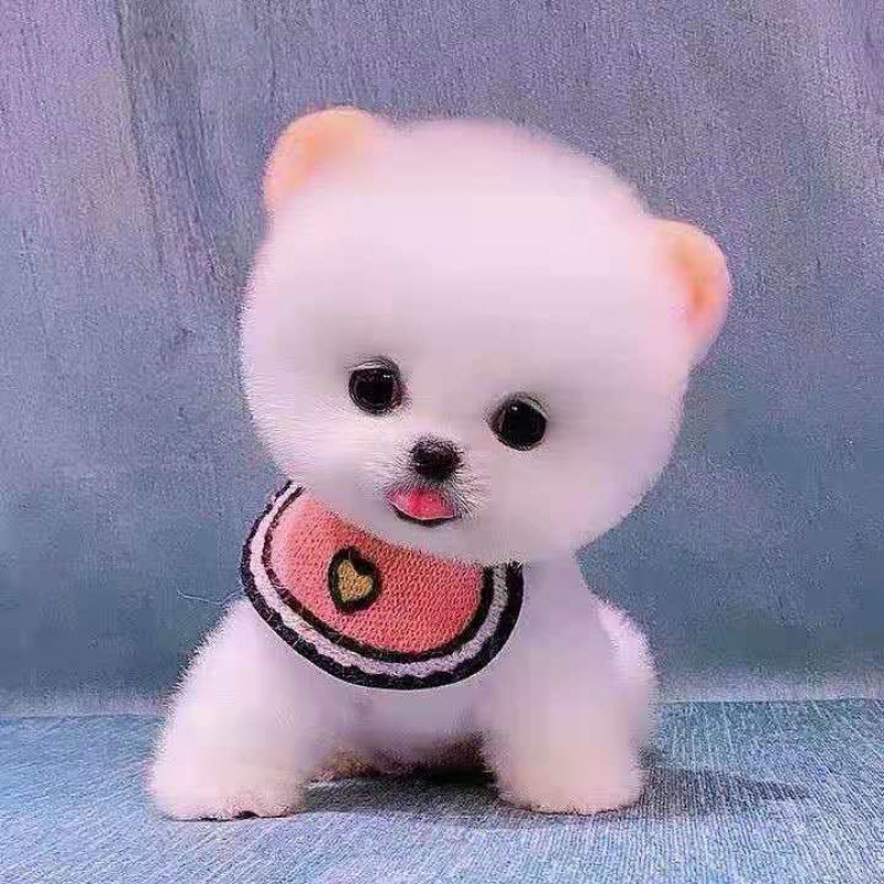 0成交0条博美犬幼犬茶杯犬长不大迷你袖珍俊介小型犬家养宠物狗狗