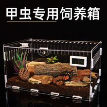 巴拉望巨扁/成虫*幼虫/血统/锹甲/爬宠/甲虫/昆虫【mose虫屋】