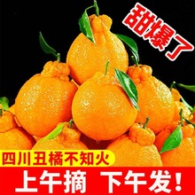 丑橘新鲜四川不知火桔子批发柑橘丑八怪橘子水果当季柑耙耙柑