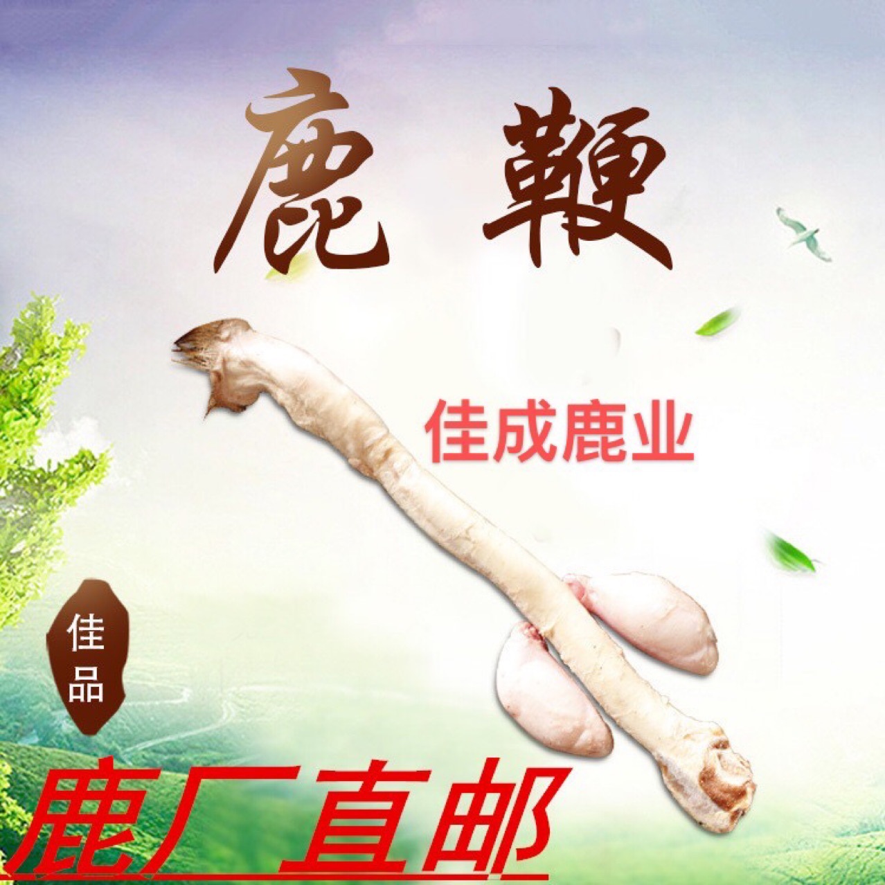 东北特产养殖鲜鹿鞭