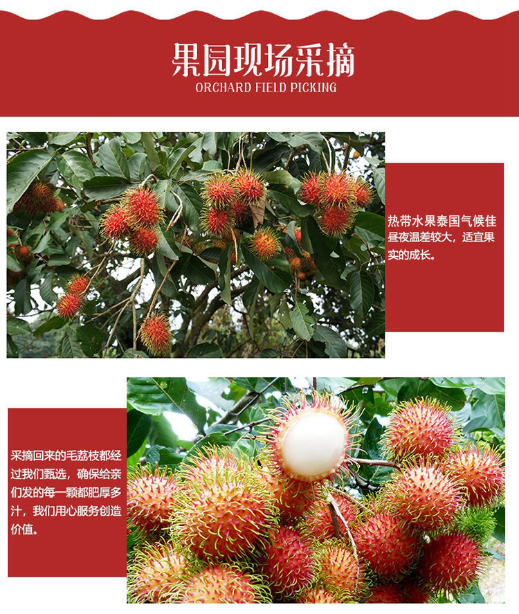 树上熟泰国红毛丹水果新鲜毛荔枝红牡丹热带当季批发价海南红毛丹