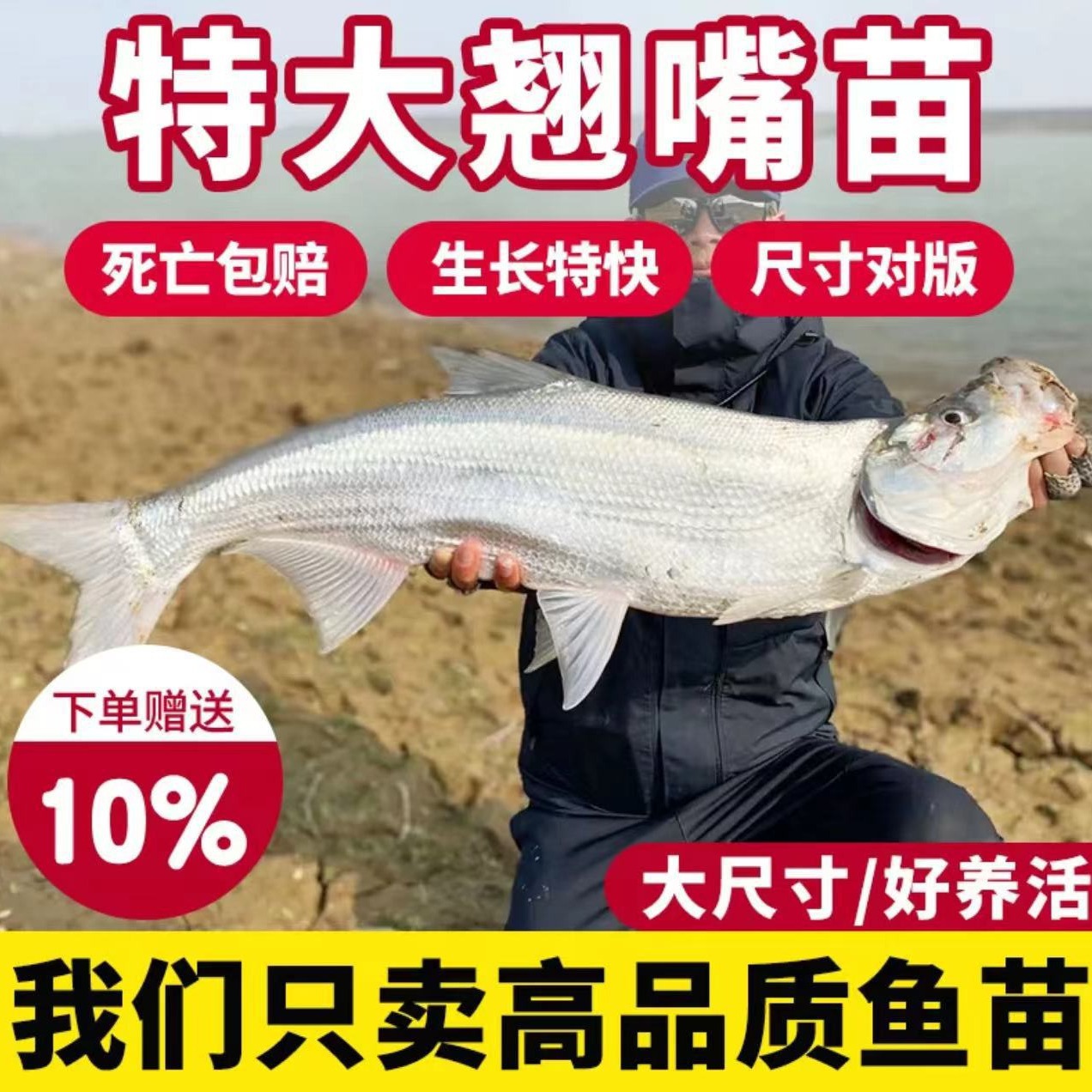 特大翘嘴鱼苗米级翘壳红鲌大白刁条重庆冷淡水养殖路亚活体鱼