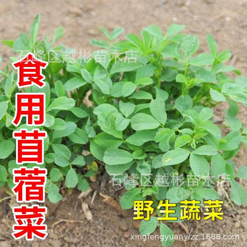 食用苜蓿菜种子野菜籽夏季紫花苜蓿芽四A季新野菜特菜蔬菜种子