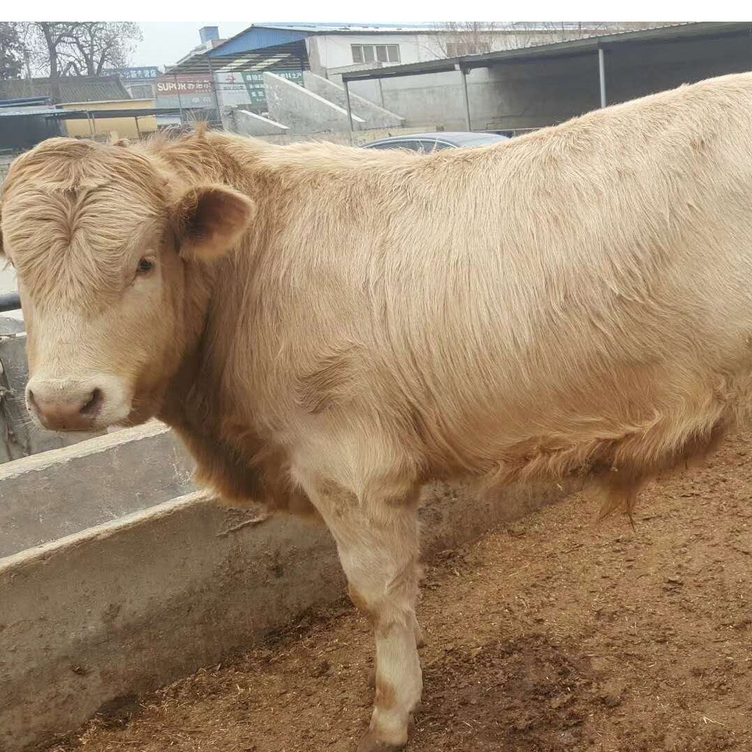 利木赞夏洛莱活牛 出售鲁西黄牛苗 养殖技术体西门塔尔牛仔