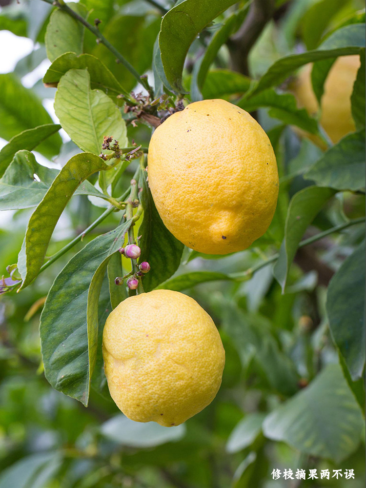 台湾佐川吉140a修枝剪盆景剪刀果树苗木园艺摘果剪直口手剪桑剪