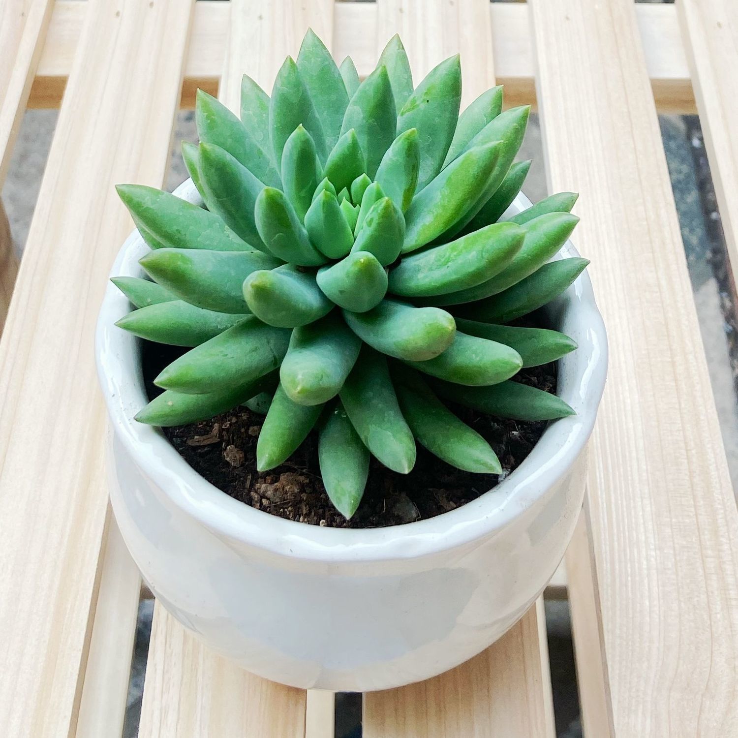 玉珠帘千佛手多肉植物室内盆栽批发好养肉肉花绿植四季