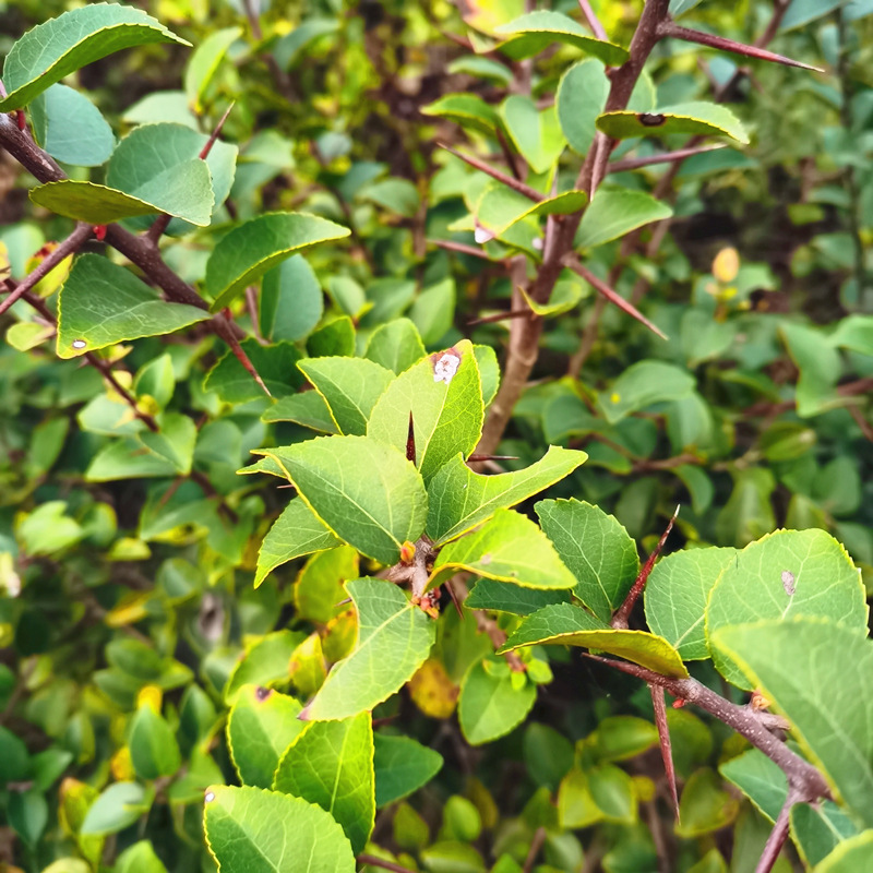 销售榨刺苗榨树苗 榨刺树树苗室外景观刺冬青造型刺冬青榨刺小苗