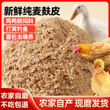 麦麸皮小鸡鸭虫吃粗麦麸细饲料 钓鱼麦麸麸皮小麦皮粉
