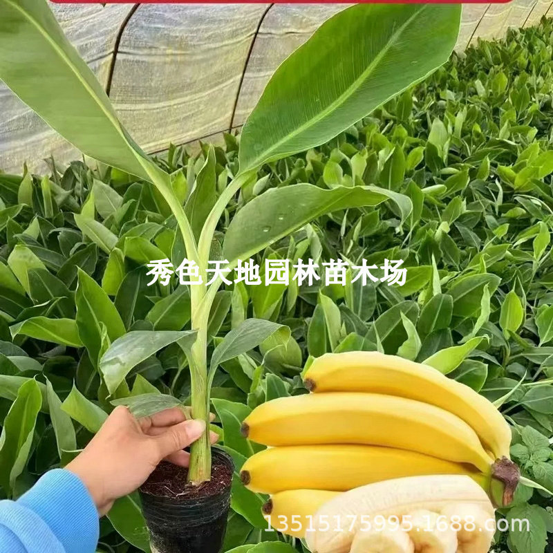 香蕉树苗苹果蕉红香蕉芭蕉苗中蕉9号带土香蕉树苗四季种植水果苗