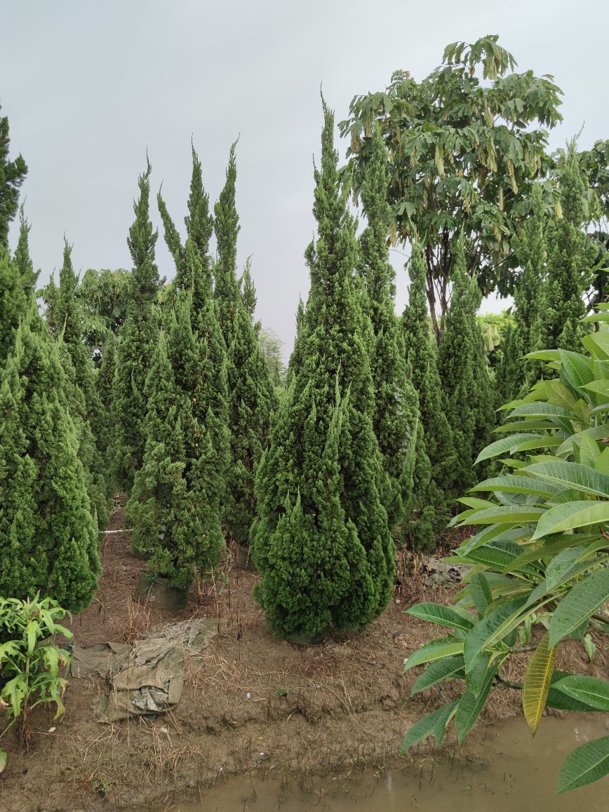 2107基地批发 供应 塔型 龙柏 2.5-4米高容器袋苗 肥胖型