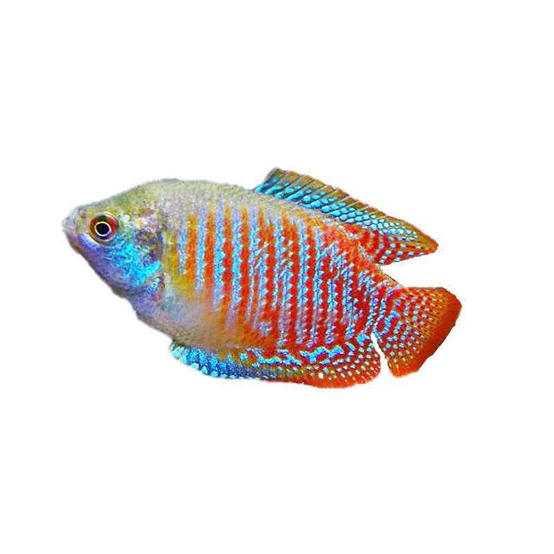 曼淡水淡水鱼水鱼蛋白鱼新手邮鱼虫蓝吃龙黄鱼龙曼包鱼观赏鱼丽丽