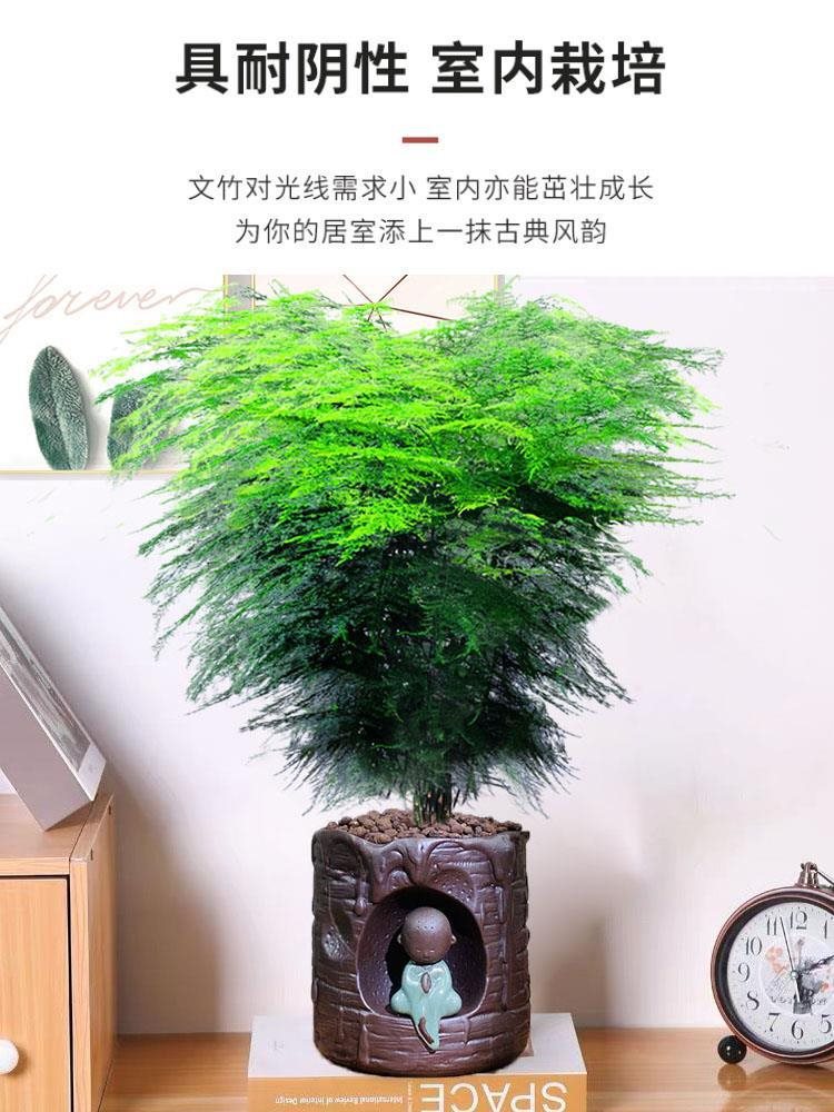 大文竹绿植客厅大颗好养竹类室内盆栽植物不需要阳光适合放的轻奢
