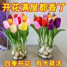 【买十送十】水培四季郁金香盆栽花卉植物客厅绿植花卉大全养不死