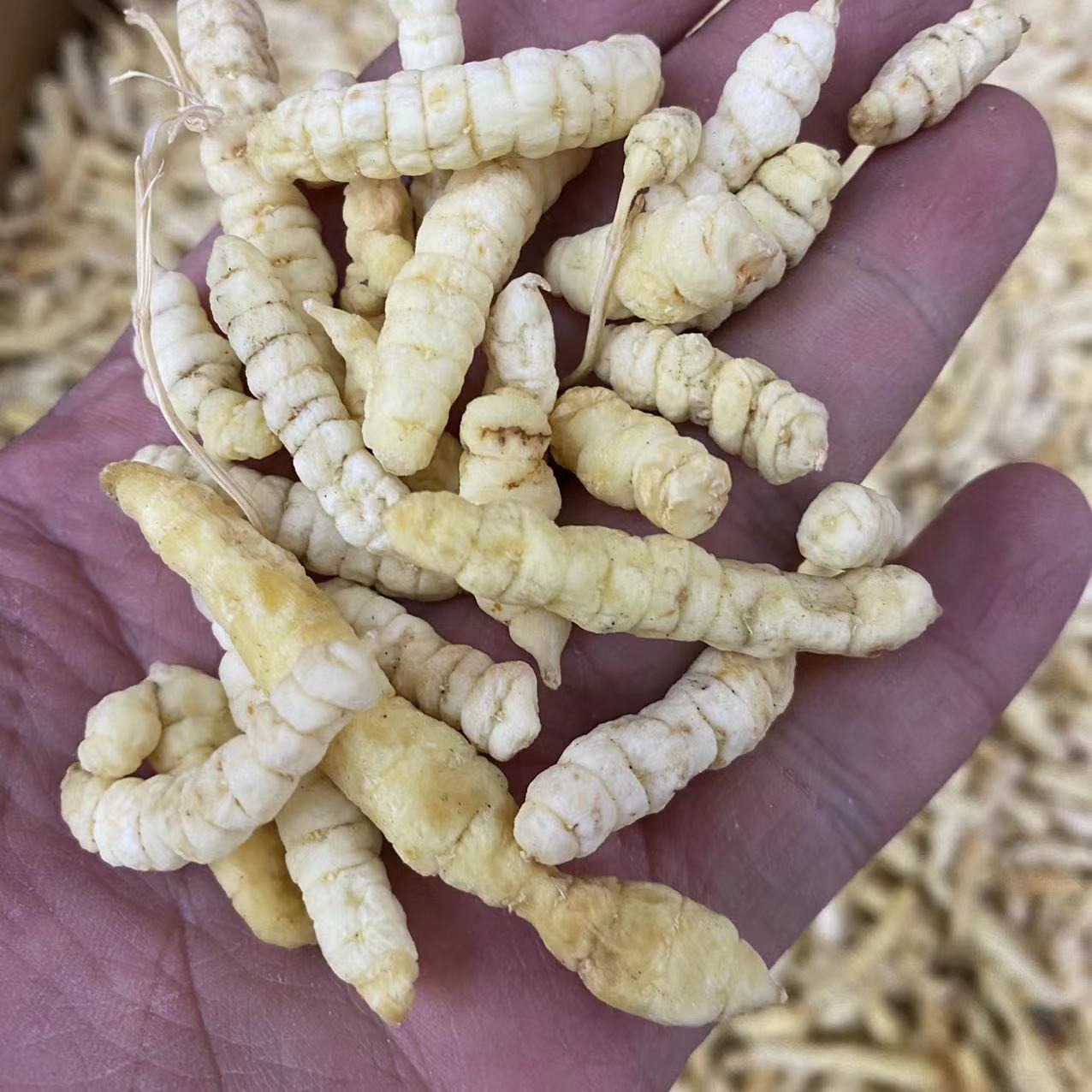 虫草参白虫草土冬虫草地虫草草石蚕地蚕地参草地蚕雪参虫草参批发